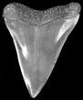 Fossil Mako Shark Tooth - South Carolina #35468-1